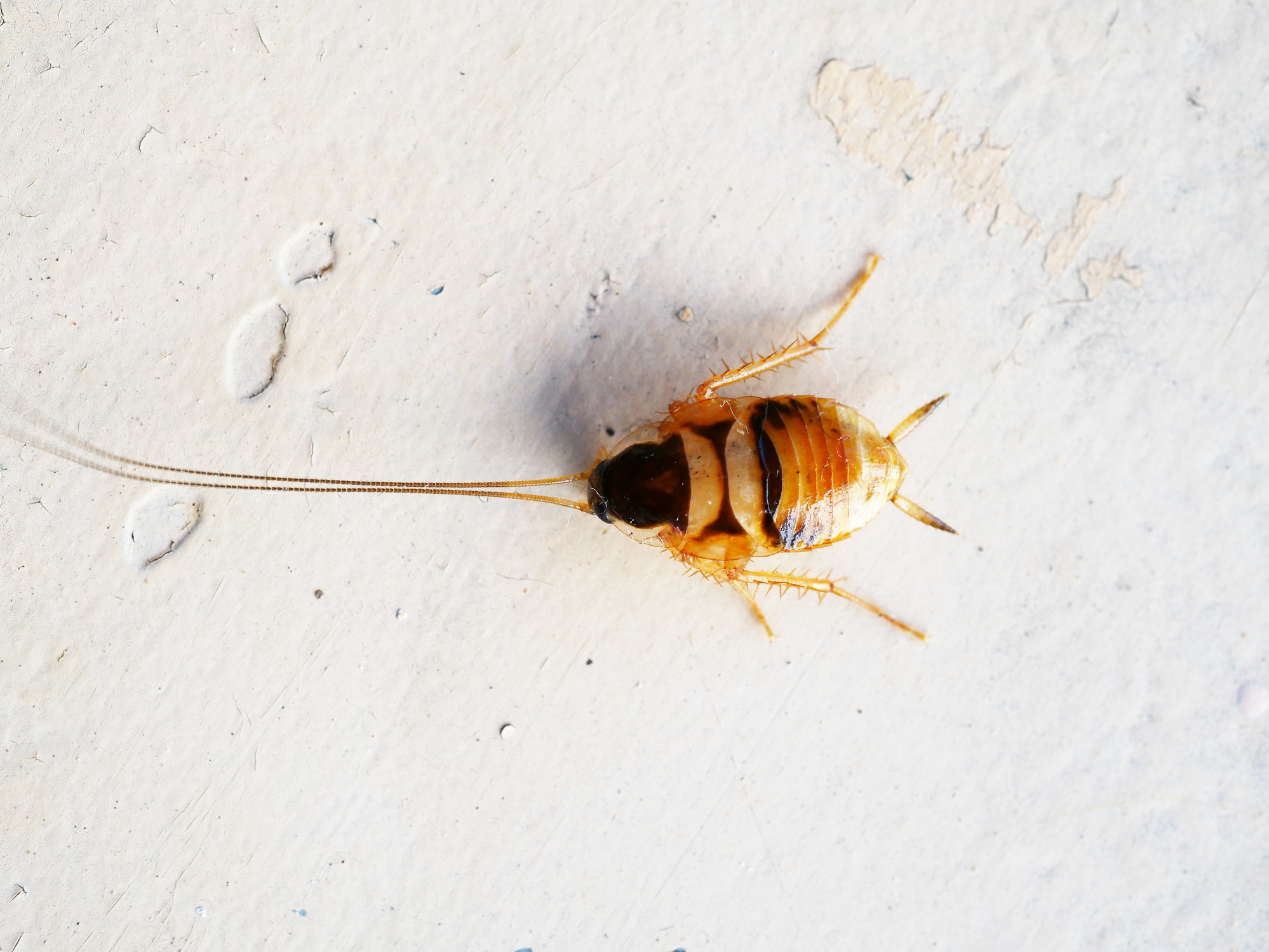 brown banded cockroach