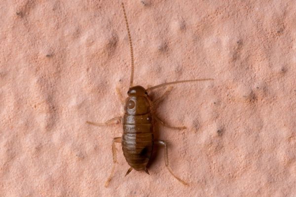 cockroach nymph