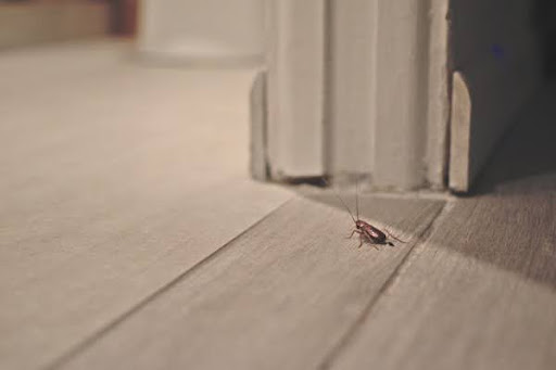 cockroach roaming