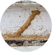 Termite mud tubes