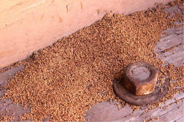 termite droppings