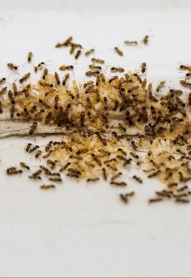 Ants in an opening