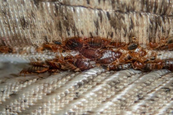 bed bugs