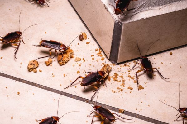 cockroaches eating food