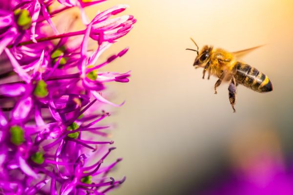 bee flying to a flower
