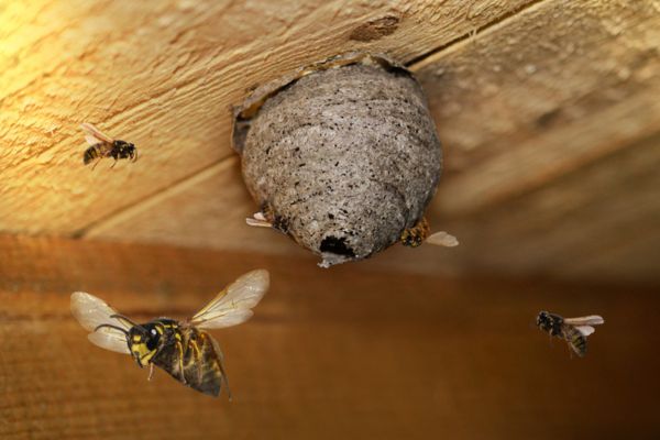 bee hive