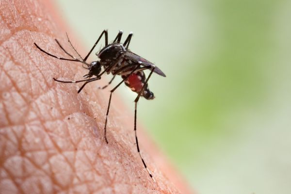 mosquito sucking blood on skin