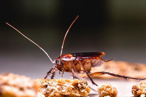Cockroach among crumbs