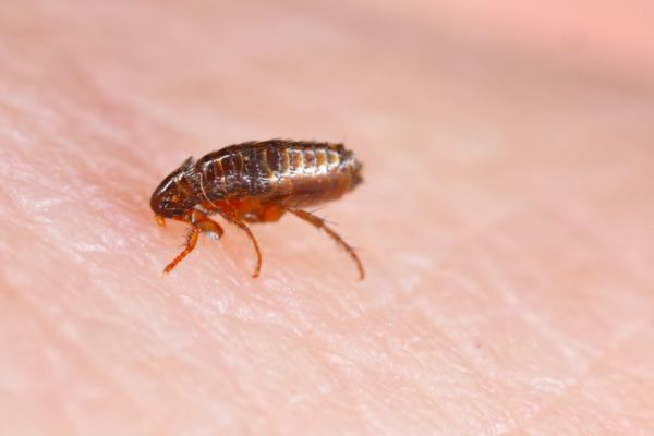 flea-on-skin