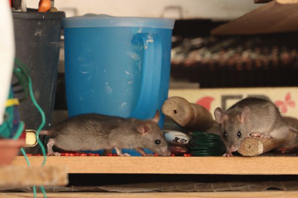 Mice in the attic