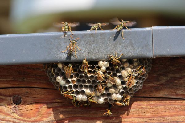 Hornets around hive