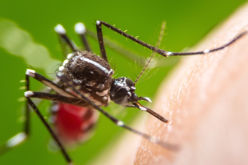 mosquito full of blood on a human sucking blood