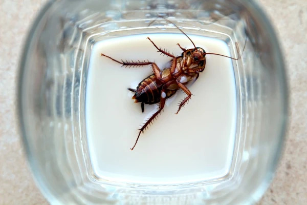 Brown-banded cockroach