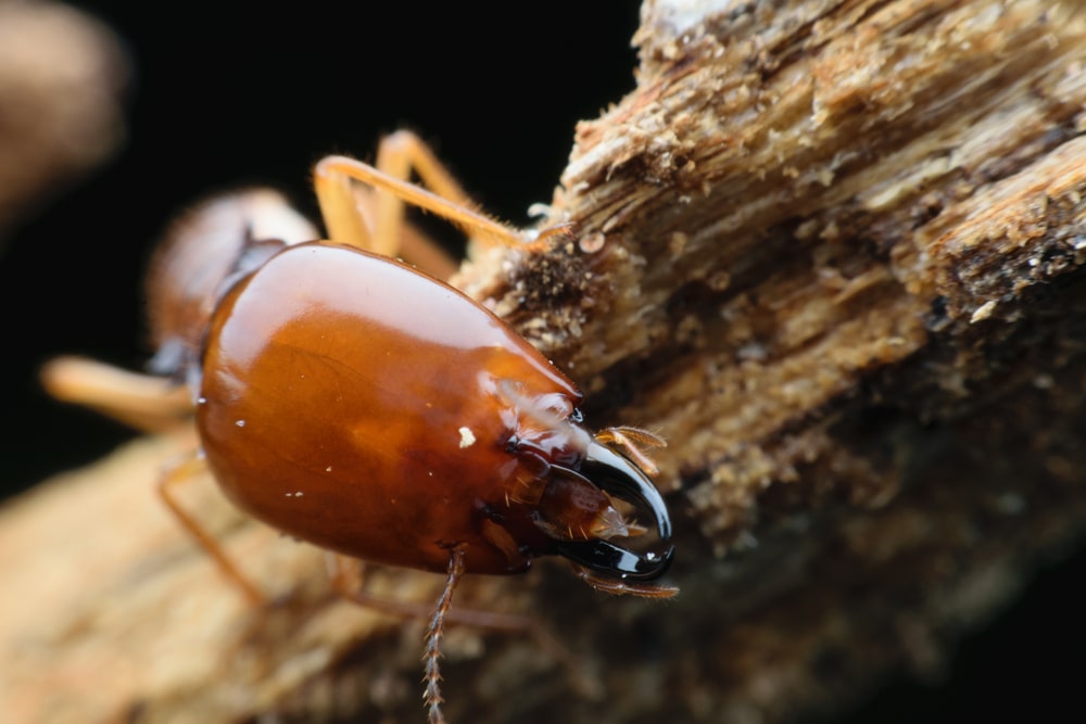 dampwood termite