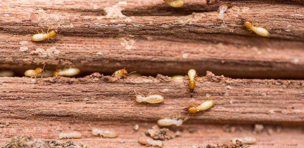 termites eating wood