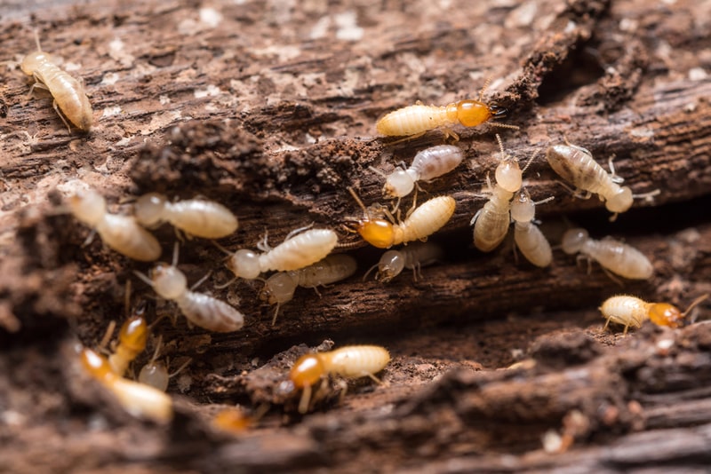 swarm of termites on wood