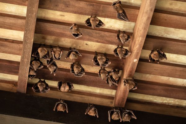Bats Hanging in Attic