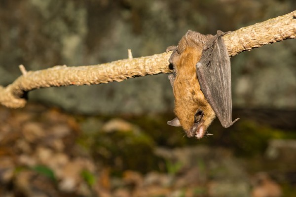 Big brown bats